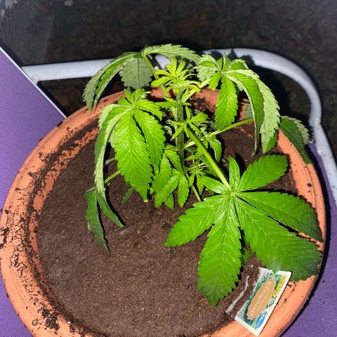 Audrey Marie growlog timeline photo