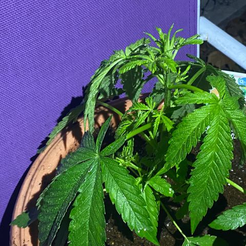 Audrey Marie growlog timeline photo
