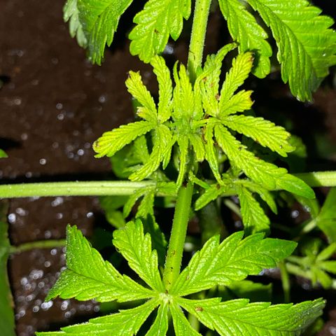 Audrey Marie growlog timeline photo
