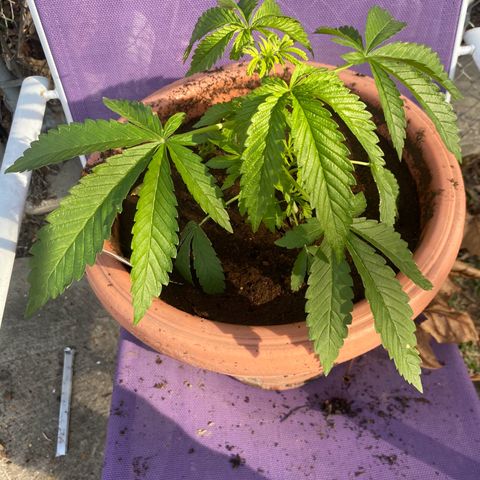 Audrey Marie growlog timeline photo