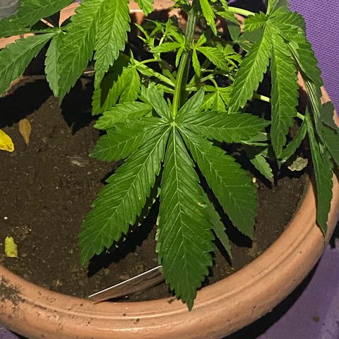 Audrey Marie growlog timeline photo