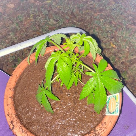 Audrey Marie growlog timeline photo