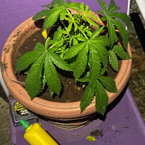 Audrey Marie growlog timeline photo