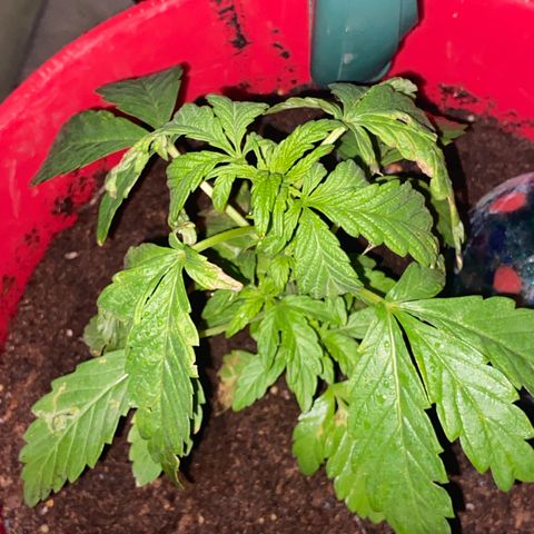 Katherine Ann growlog photo: I quit watering daily. Looks to be too much. Cutting back to watering every other day and none if rain occurs