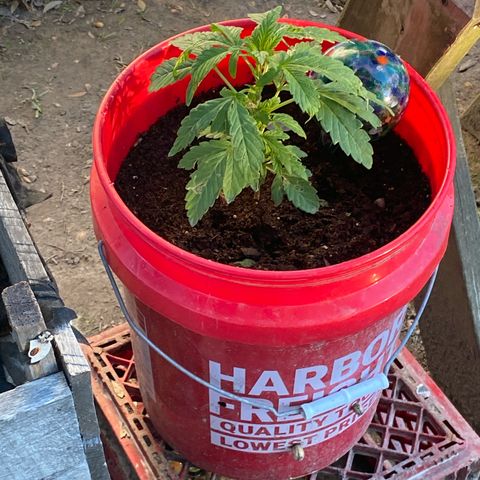 Katherine Ann growlog photo: Growth is more plentiful. Sprayed with nutrient spray 