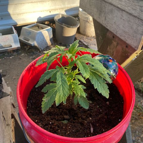 Katherine Ann growlog photo: Growth is more plentiful. Sprayed with nutrient spray 