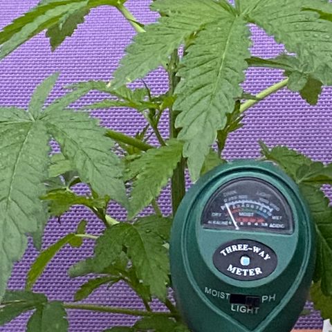 Audrey Marie growlog timeline photo