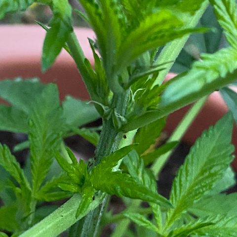 Audrey Marie growlog timeline photo