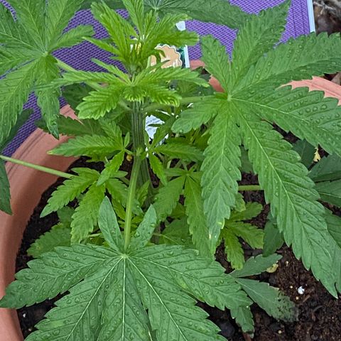 Audrey Marie growlog timeline photo