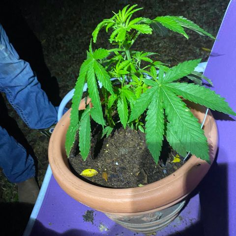 Audrey Marie growlog timeline photo