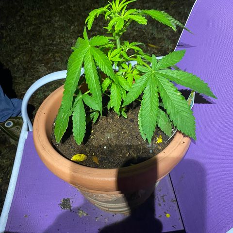 Audrey Marie growlog timeline photo