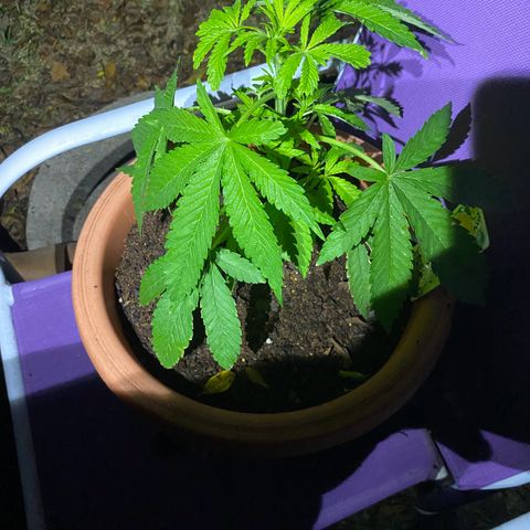 Audrey Marie growlog timeline photo