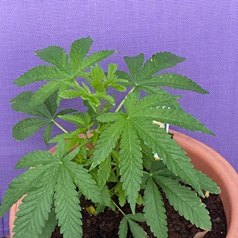 Audrey Marie growlog timeline photo