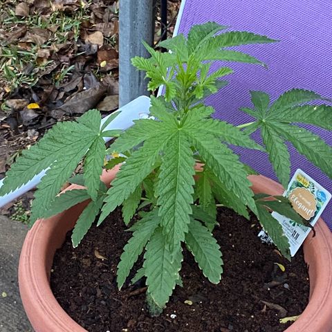 Audrey Marie growlog timeline photo