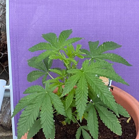 Audrey Marie growlog timeline photo
