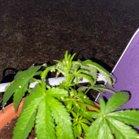 Audrey Marie growlog photo: Rained all day. Plants were shown an abudence of water and light!&8