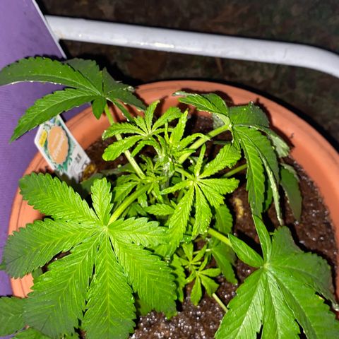 Audrey Marie growlog photo: Rained all day. Plants were shown an abudence of water and light!&8