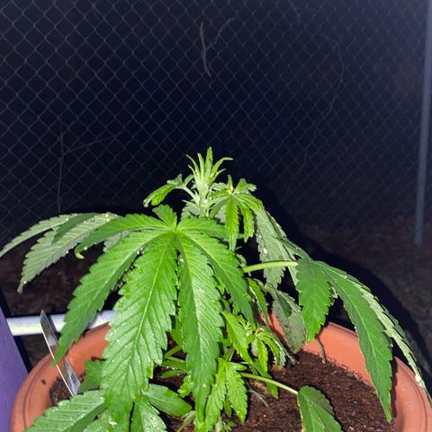 Audrey Marie growlog photo: Rained all day. Plants were shown an abudence of water and light!&8