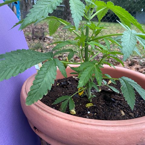Audrey Marie growlog photo: Rained all day. Plants were shown an abudence of water and light!&8