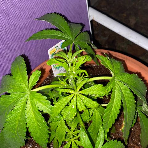 Audrey Marie growlog photo: Rained all day. Plants were shown an abudence of water and light!&8