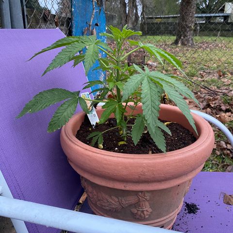 Audrey Marie growlog photo: Rained all day. Plants were shown an abudence of water and light!&8