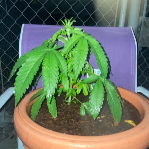 Audrey Marie growlog photo: Rained all day. Plants were shown an abudence of water and light!&8
