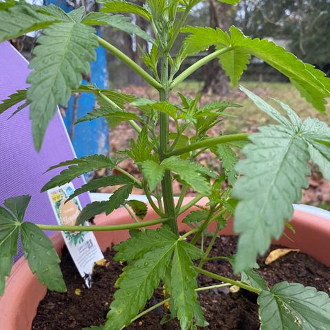 Audrey Marie growlog photo: Rained all day. Plants were shown an abudence of water and light!&8
