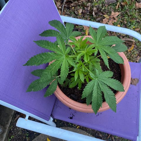 Audrey Marie growlog photo: Rained all day. Plants were shown an abudence of water and light!&8