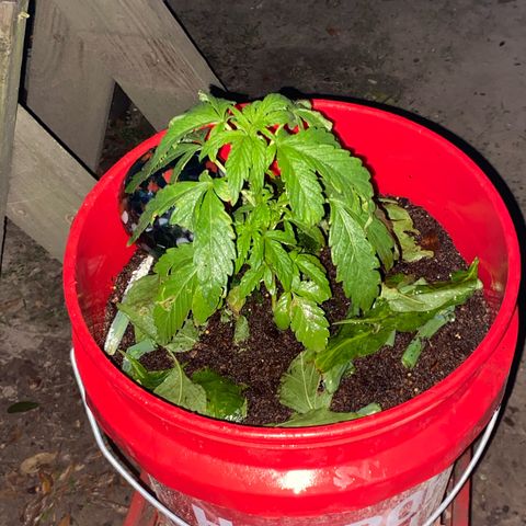 Katherine Ann growlog timeline photo