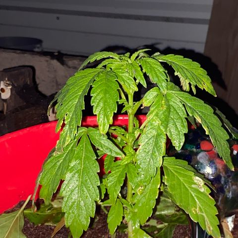 Katherine Ann growlog timeline photo