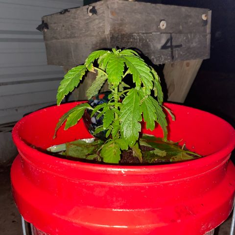 Katherine Ann growlog timeline photo