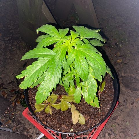 Katherine Ann growlog photo: Transplanted from bucket to new pot due to lack of draining issues on 