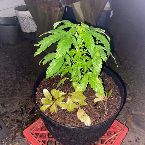 Katherine Ann growlog photo: Transplanted from bucket to new pot due to lack of draining issues on 