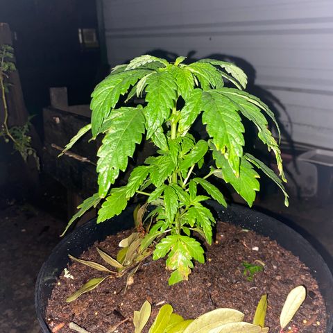 Katherine Ann growlog photo: Transplanted from bucket to new pot due to lack of draining issues on 