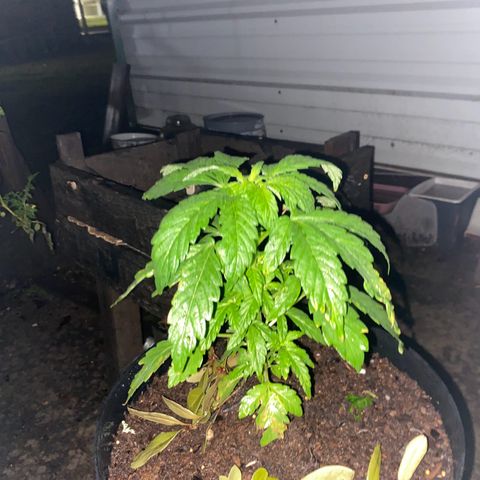 Katherine Ann growlog photo: Transplanted from bucket to new pot due to lack of draining issues on 