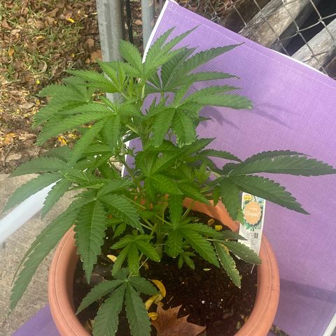 Audrey Marie growlog timeline photo