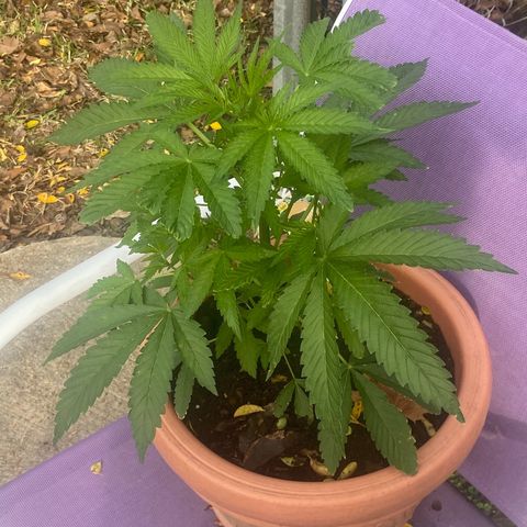 Audrey Marie growlog timeline photo