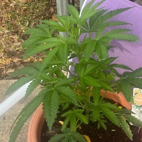 Audrey Marie growlog timeline photo