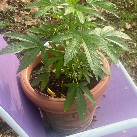 Audrey Marie growlog timeline photo