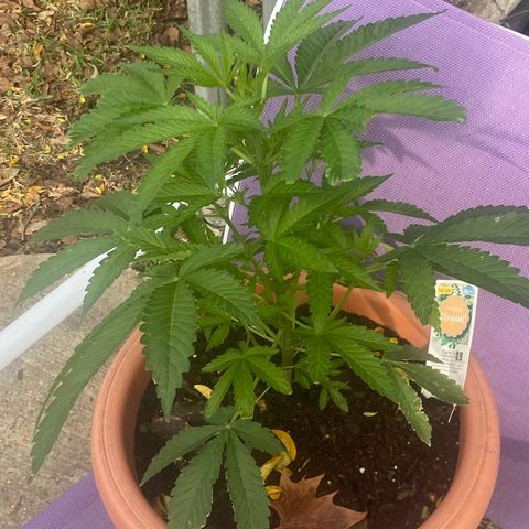 Audrey Marie growlog timeline photo