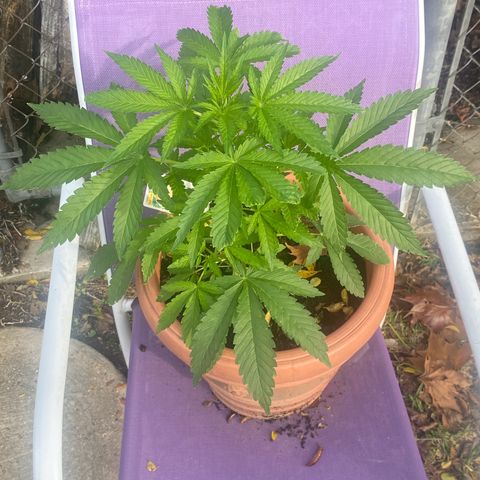 Audrey Marie growlog timeline photo