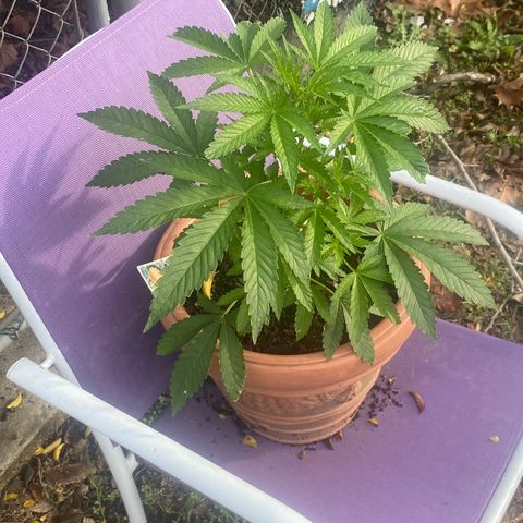 Audrey Marie growlog timeline photo