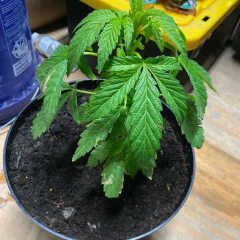 Katherine Ann growlog timeline photo