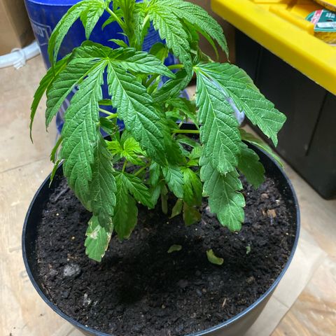 Katherine Ann growlog timeline photo