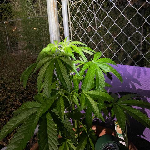 Audrey Marie growlog timeline photo