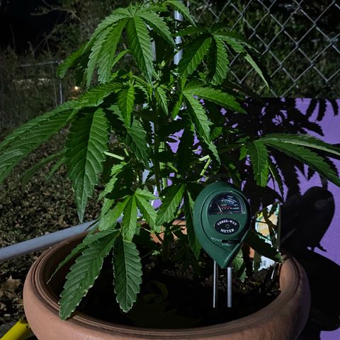 Audrey Marie growlog timeline photo
