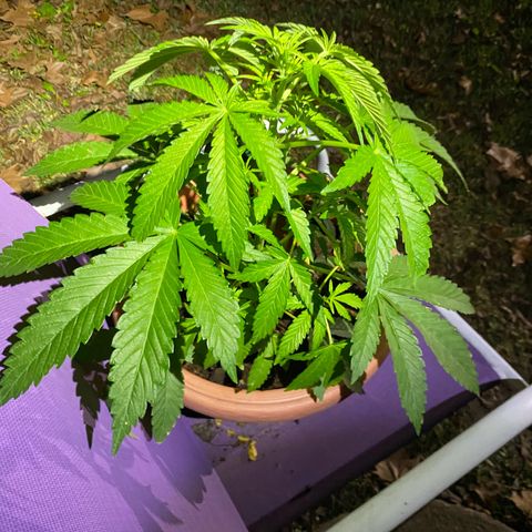 Audrey Marie growlog timeline photo