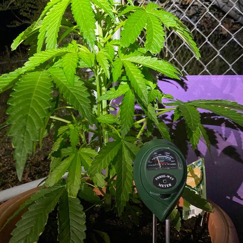 Audrey Marie growlog timeline photo