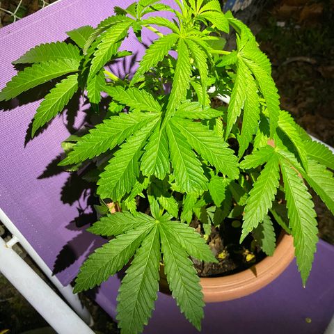 Audrey Marie growlog timeline photo