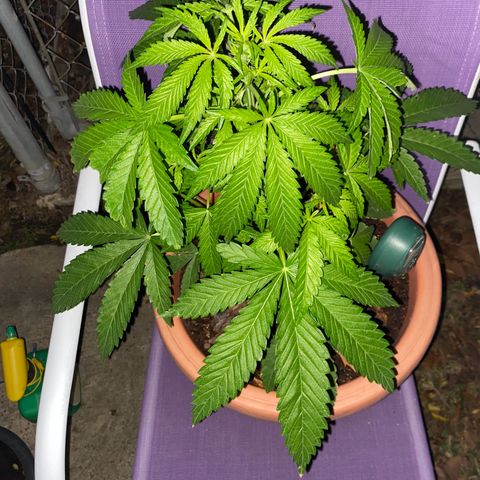 Audrey Marie growlog timeline photo